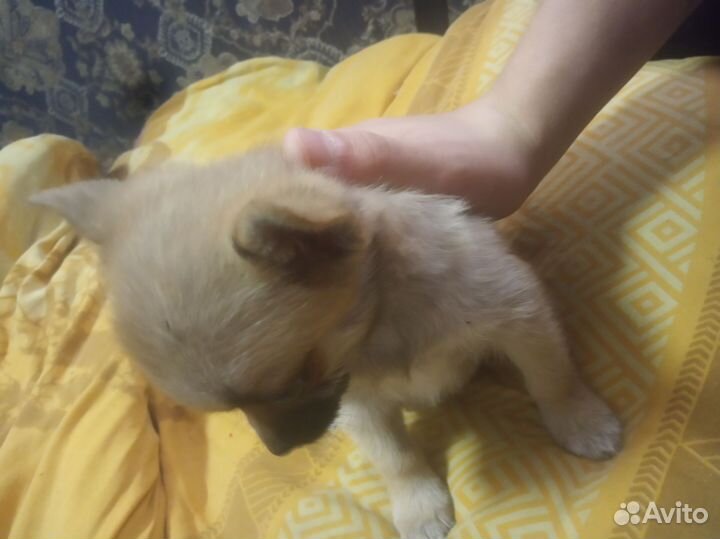 Чихуахуа со шпицем