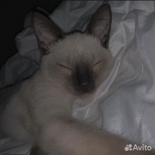 Кот в добрые руки