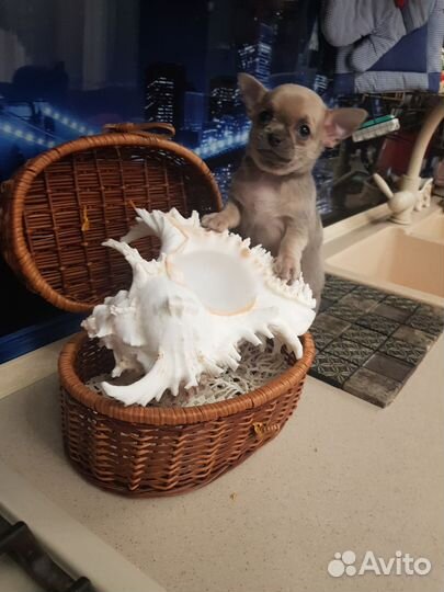 Щенки чихуахуа мини