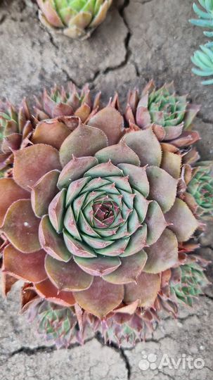 Молодило, эониум