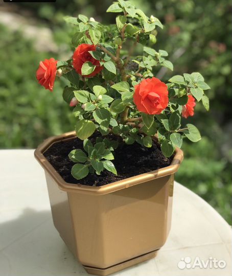 Бальзамин махровый