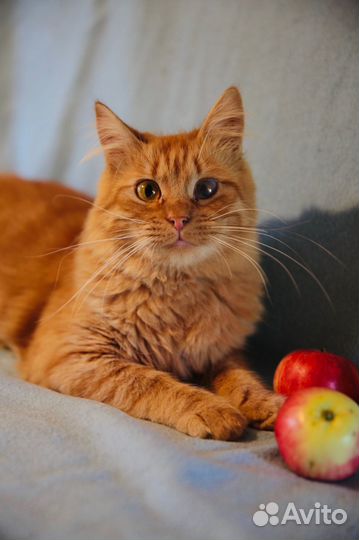 Филя, 7 месяцев