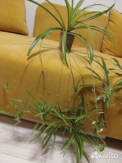 Хлорофитум