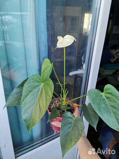 Антуриум зизу лили ваниль ковали бэби пурпл