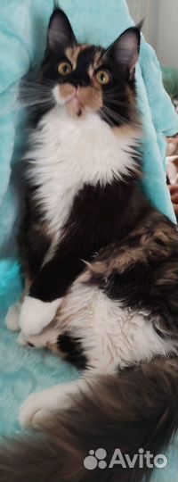 Кошки мейн-кун