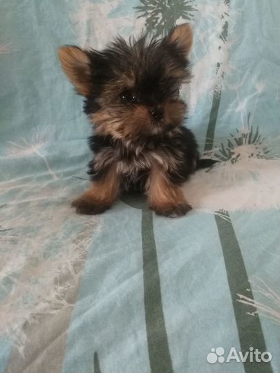 Два сыночка и лапочка дочка