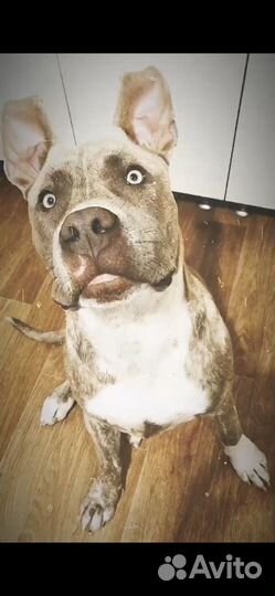 Американский стаффордширский терьер