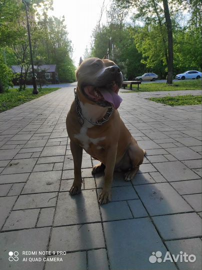 Выгул собак