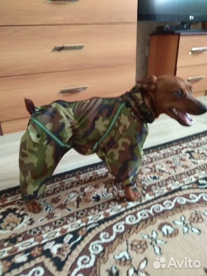 Комбинезон для маленькой собаки