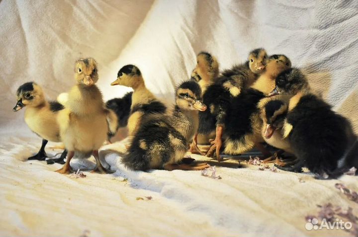 Продам утят