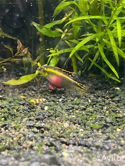 Пара пельвикахромисов пульхера