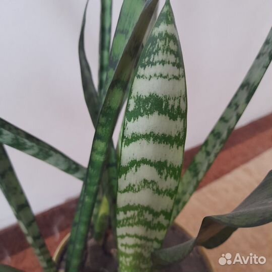 Сансенверия