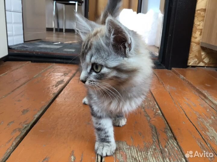 Отдам бесплатно котиков