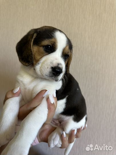 Щенки бигль