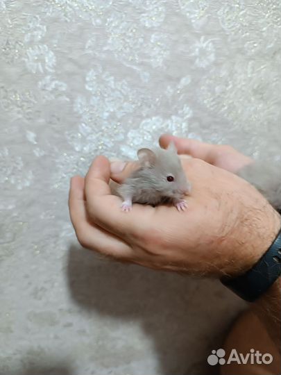 Сирийский хомяк