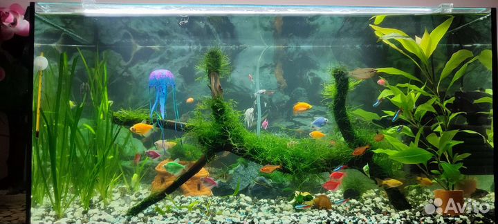 Аквариум