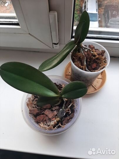 Орхидея фаленопсис детки