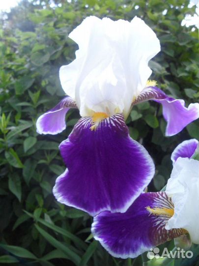 Ирис Вабаш (Wabash)