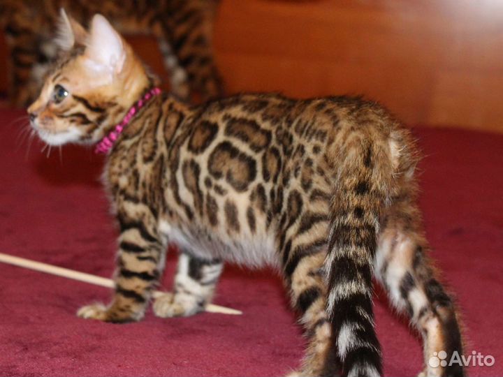 Бенгальские котята яркого окраса с документами