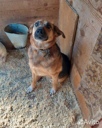 Зайка из приюта мечтает о жизни