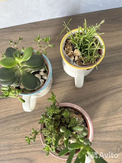 Флорариум в чашке, подарок мини-садик