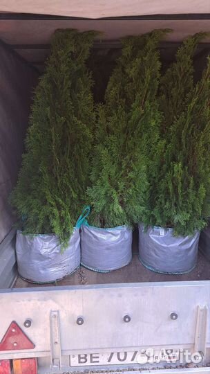 Туя смарагд