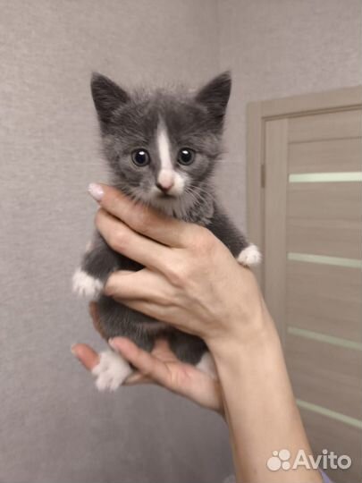 Котята в добрые руки бесплатно