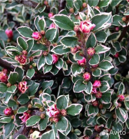 Кизильник вариегатус