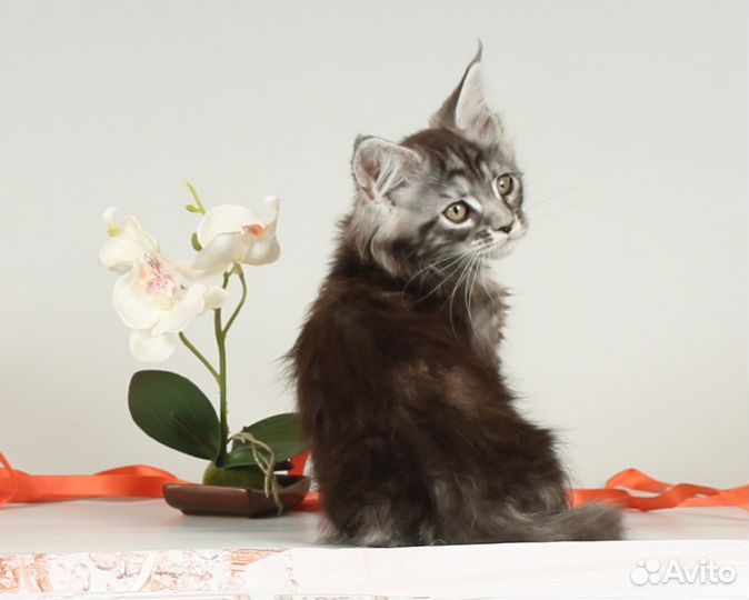 Мейн - кун котята