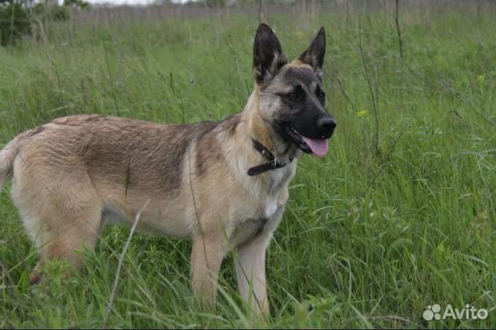 Метис овчарки