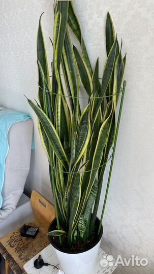 Сансевиерия высокая