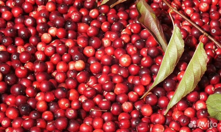 Брусника свежая