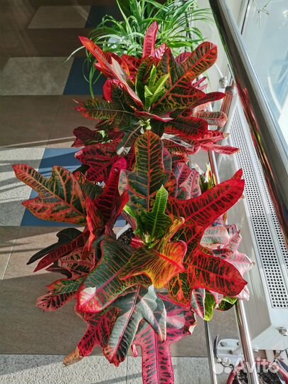 Кодиеум кротон