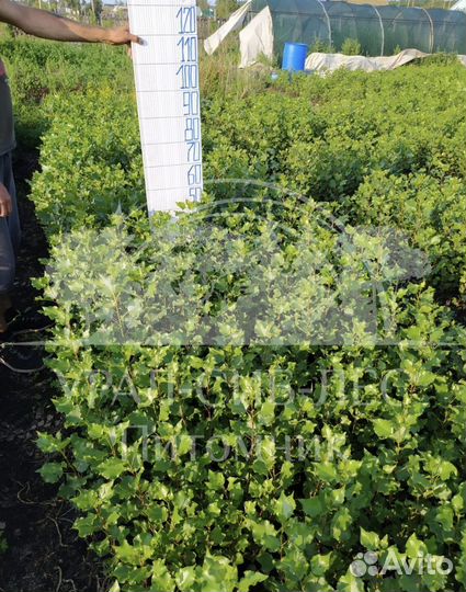 Тополь пирамидальный без пуха саженцы черенки