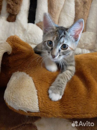 Укротительница собак Шпрота идёт к вам