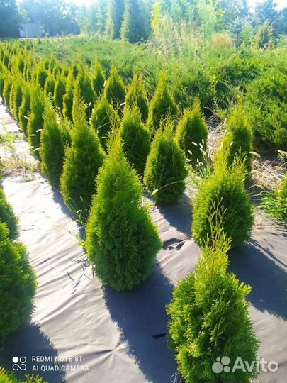 Туя Смарагд