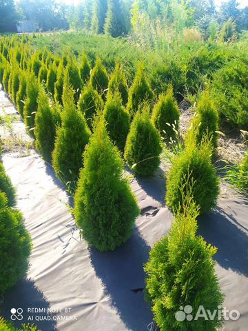 Туя Смарагд