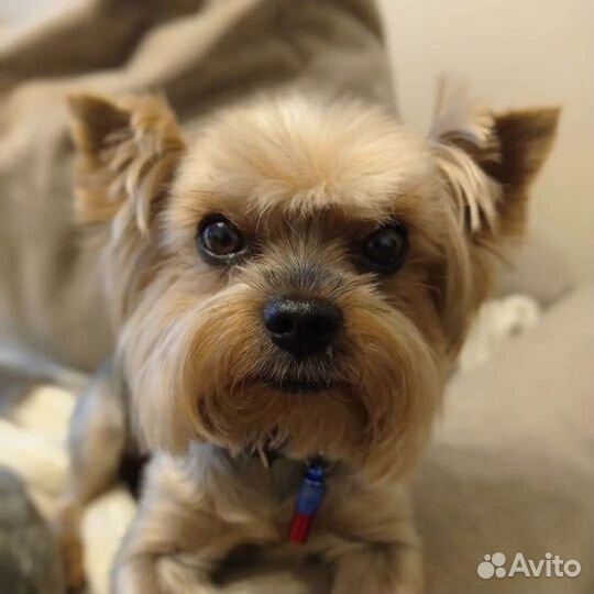 Вязка йоркширский терьер