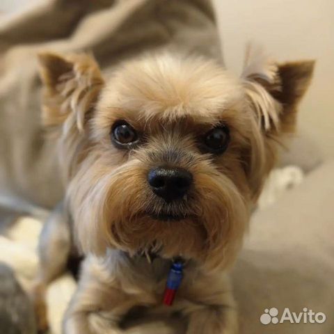 Вязка йоркширский терьер