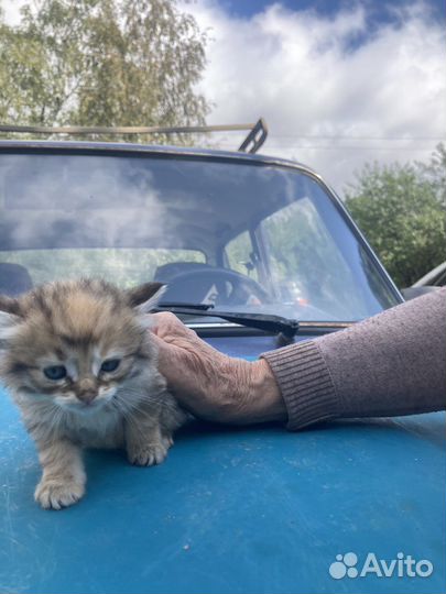 Кошки в добрые руки бесплатно
