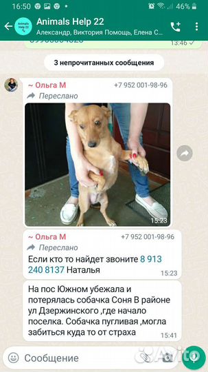 Собака потерялась