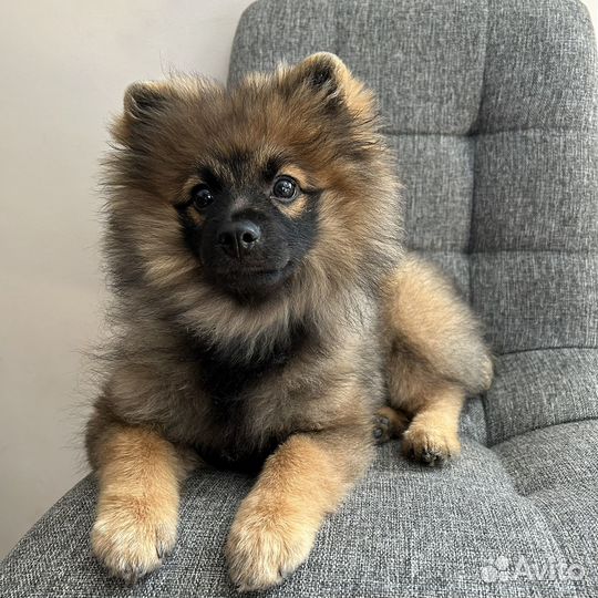 Померанский шпиц