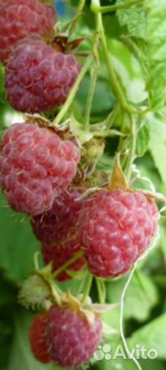 Саженцы плодово-ягодных культур