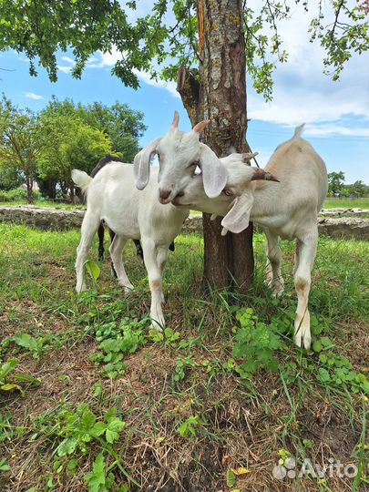 Коза, козлята