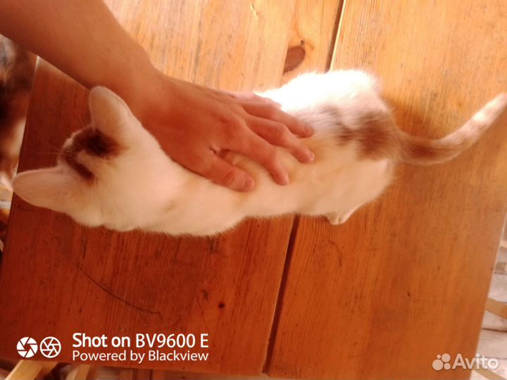 Котенок в добрые руки