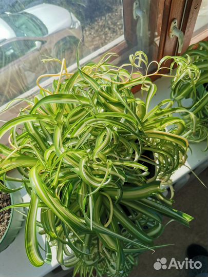 Хлорофитум кудрявый
