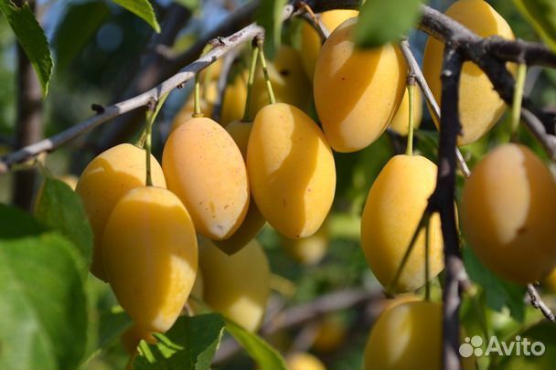 Саженцы желтой сливы