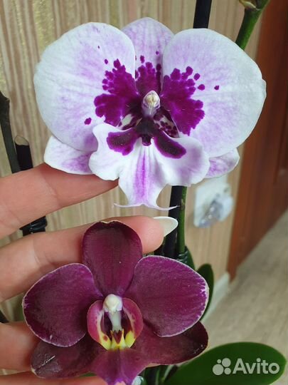Сортовые орхидеи фаленопсис