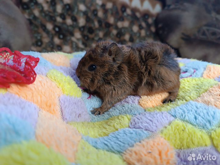 Морские свинки