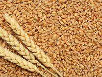 Зерно пшеница, овес